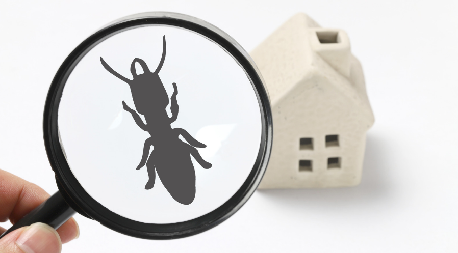 Common Pests in Home